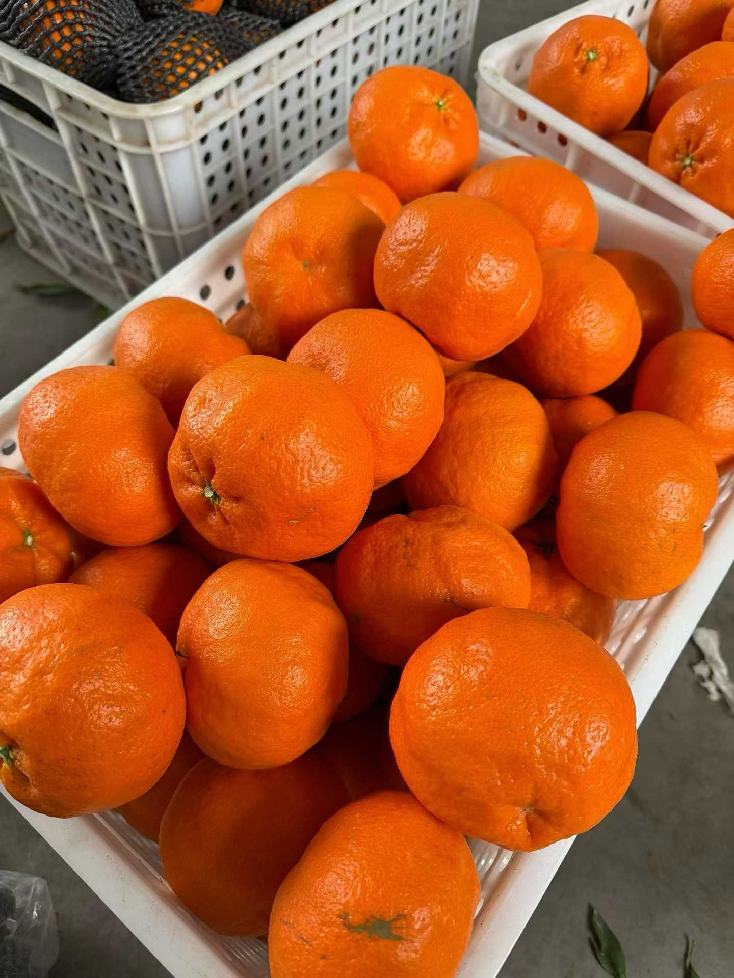 四川丹棱甘平鲜果柑橘好吃多汁 10斤